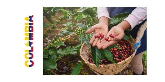 Discover the rich, nuanced tastes of Colombian Huila's high-altitude beans.