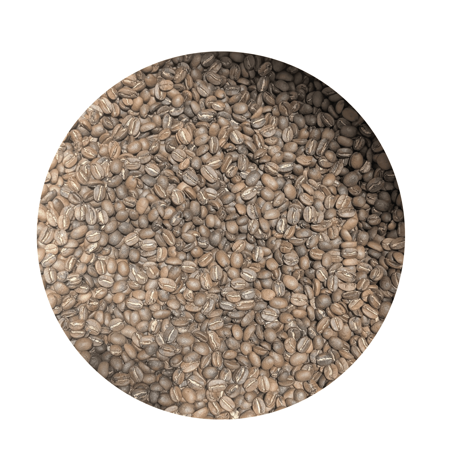 Blue Pine Haiti | Medium