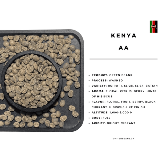 Kenya AA — Green Coffee Beans — Black Currant, Berry and Hibiscus - United Beans specialty coffee beans in Canada