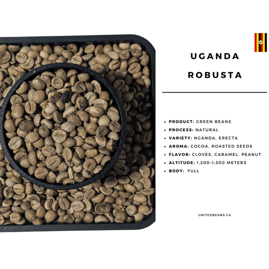 Uganda Robusta SC18 | Green Coffee Beans - United Beans specialty coffee beans in Canada