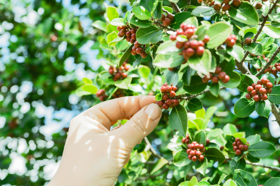 Certifications vs. Nature: Why Haiti, Ethiopia, and Kenya Coffee Thrive Without Labels - United Beans