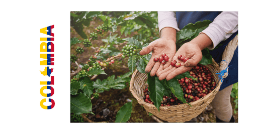 Discover the rich, nuanced tastes of Colombian Huila's high-altitude beans. - United Beans