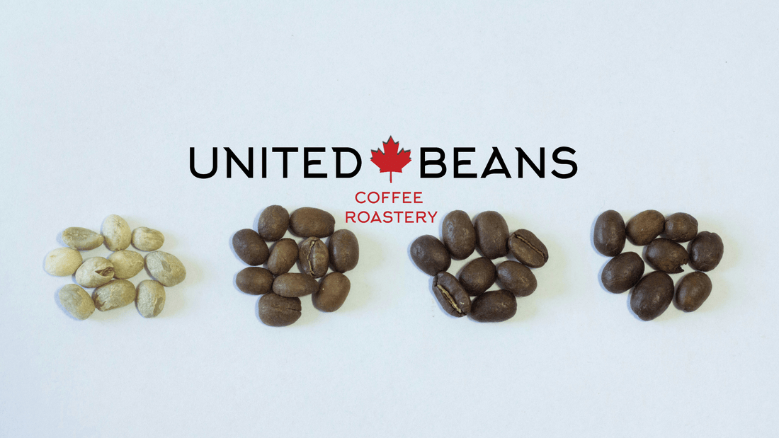 The Journey of United Beans: From Volcanic Heights to Your Cup - United Beans