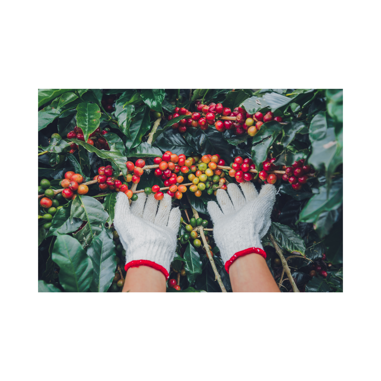 Green Unroasted Coffee Beans | Nicaragua