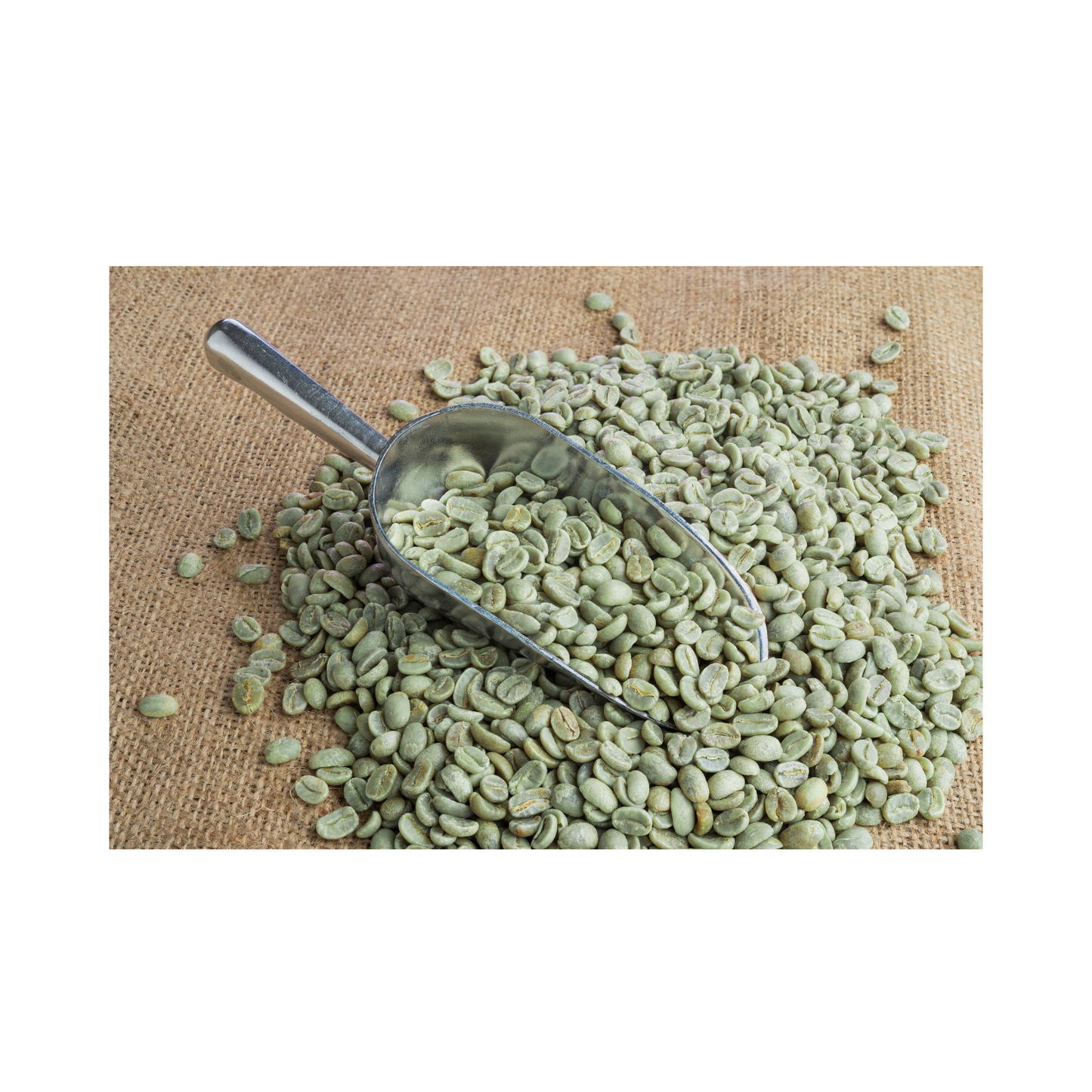 Green Unroasted Coffee Beans | Nicaragua