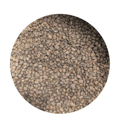 Blue Pine Haiti | Medium