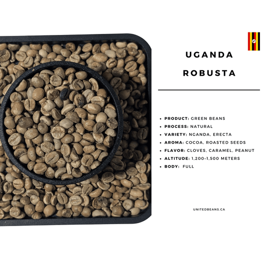 Uganda Robusta SC18 | Green Coffee Beans