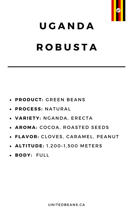 Uganda Robusta SC18 | Green Coffee Beans