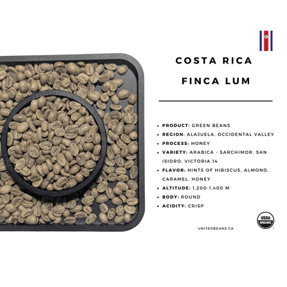 Costa Rica Finca Lum — Honey Green Coffee Beans — Hibiscus, Almond and Honey - United Beans specialty coffee beans in Canada
